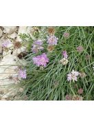 Ördögszem / SCABIOSA graminifolia 