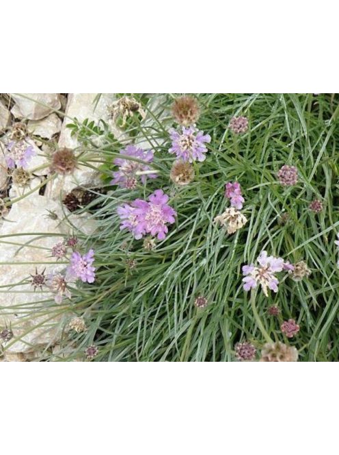 Ördögszem / SCABIOSA graminifolia 