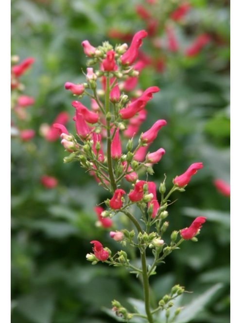 Görvélyfű / SCROPHULARIA macrantha 