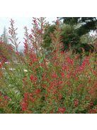 Görvélyfű / SCROPHULARIA macrantha 