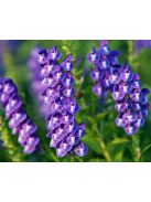 Bajkáli csucsóka / SCUTELLARIA baicalensis 