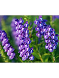 Bajkáli csucsóka / SCUTELLARIA baicalensis 