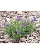Bajkáli csucsóka / SCUTELLARIA baicalensis 