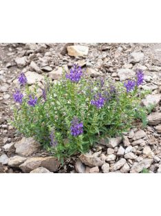 Bajkáli csucsóka / SCUTELLARIA baicalensis 