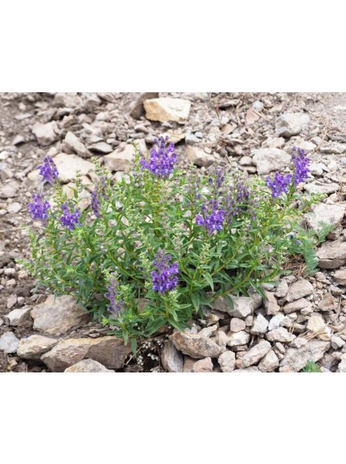 Bajkáli csucsóka / SCUTELLARIA baicalensis 
