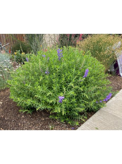 Bajkáli csucsóka / SCUTELLARIA baicalensis 