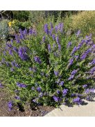 Bajkáli csucsóka / SCUTELLARIA baicalensis 