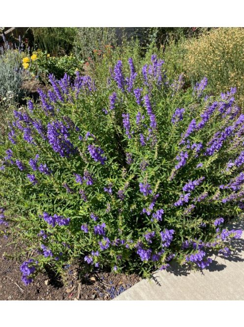 Bajkáli csucsóka / SCUTELLARIA baicalensis 