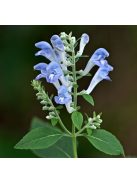 Csucsóka / SCUTELLARIA incana 