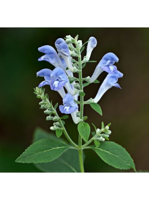 Csucsóka / SCUTELLARIA incana 