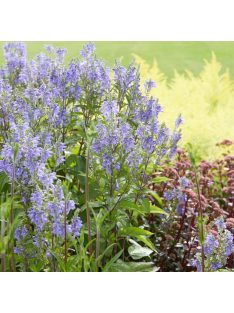 Csucsóka / SCUTELLARIA incana 