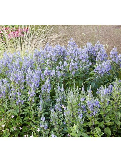 Csucsóka / SCUTELLARIA incana 