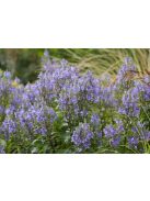Csucsóka / SCUTELLARIA incana 