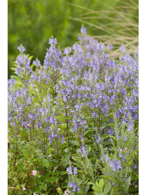 Csucsóka / SCUTELLARIA incana 