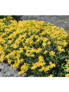 Borsos varjúháj / SEDUM acre 