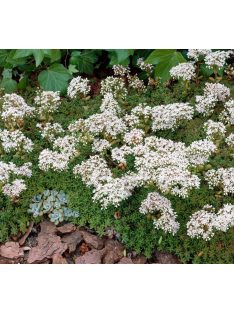 Fehér varjúháj / SEDUM album 