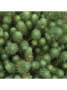 Csomóslevelű varjúháj / SEDUM forsterianum ssp. elegans 'Silver Stone'