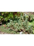 Csomóslevelű varjúháj / SEDUM forsterianum ssp. elegans 'Silver Stone'