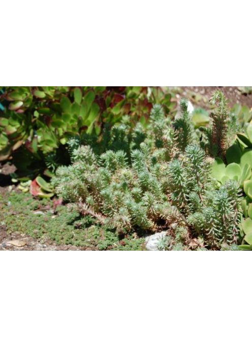 Csomóslevelű varjúháj / SEDUM forsterianum ssp. elegans 'Silver Stone'