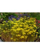 Csomóslevelű varjúháj / SEDUM forsterianum ssp. elegans 'Silver Stone'