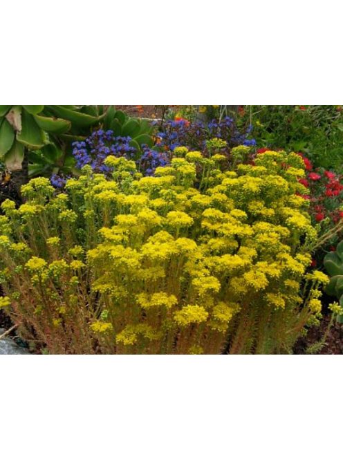 Csomóslevelű varjúháj / SEDUM forsterianum ssp. elegans 'Silver Stone'