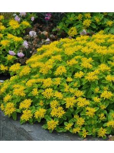 Kamcsatkai varjúháj / SEDUM kamtschaticum 