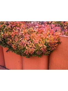 Kamcsatkai varjúháj / SEDUM kamtschaticum 