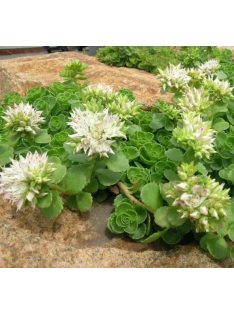   Kaukázusi varjúháj / SEDUM spurium 'Summer Snow'