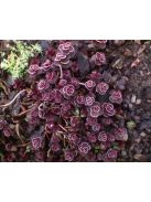 Kaukázusi varjúháj / SEDUM spurium 'Voodoo'