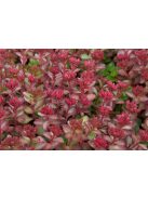 Kaukázusi varjúháj / SEDUM spurium 'Voodoo'