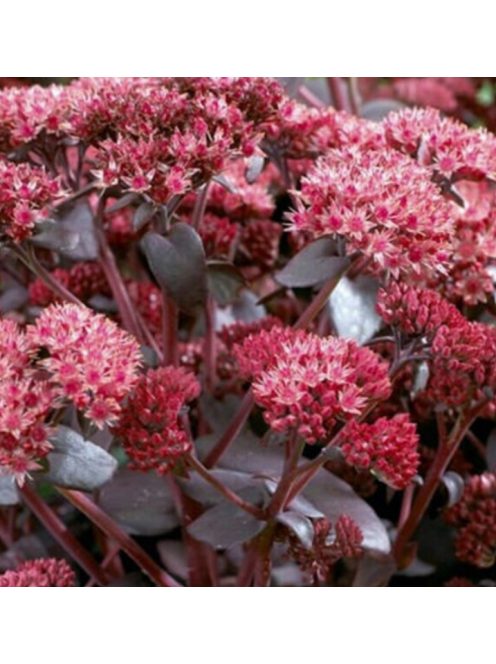 Varjúháj / SEDUM telephium 'Emperor's Waves' 