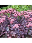 Varjúháj / SEDUM telephium 'Emperor's Waves' 