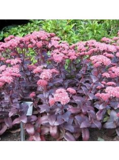   Varjúháj / SEDUM telephium 'Emperor's Waves' 