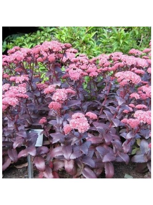 Varjúháj / SEDUM telephium 'Emperor's Waves' 