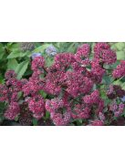 Varjúháj / SEDUM telephium 'Emperor's Waves' 