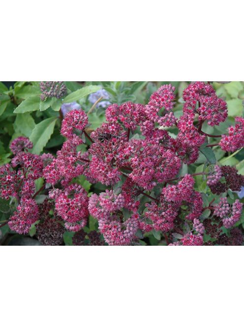 Varjúháj / SEDUM telephium 'Emperor's Waves' 