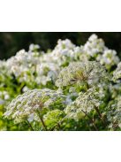 Himalájai derezle / SELINUM wallichianum 