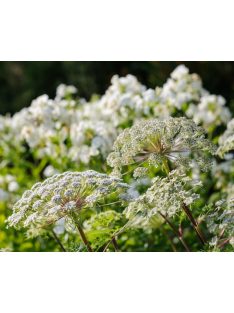 Himalájai derezle / SELINUM wallichianum 