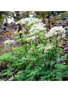 Himalájai derezle / SELINUM wallichianum 
