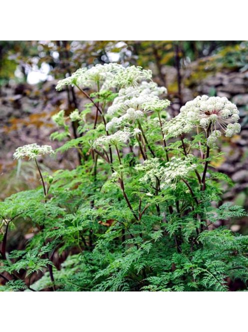 Himalájai derezle / SELINUM wallichianum 