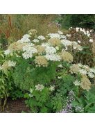 Himalájai derezle / SELINUM wallichianum 