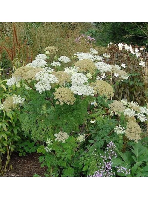 Himalájai derezle / SELINUM wallichianum 