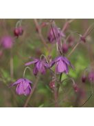  SEMIAQUILEGIA ecalcarata 