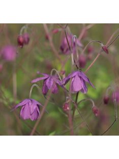  SEMIAQUILEGIA ecalcarata 