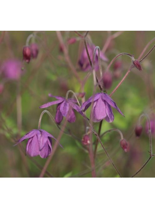  SEMIAQUILEGIA ecalcarata 