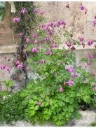  SEMIAQUILEGIA ecalcarata 