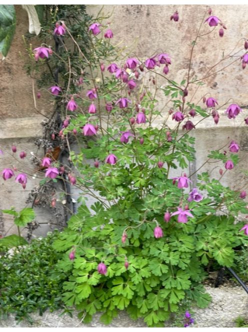  SEMIAQUILEGIA ecalcarata 