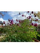  SEMIAQUILEGIA ecalcarata 