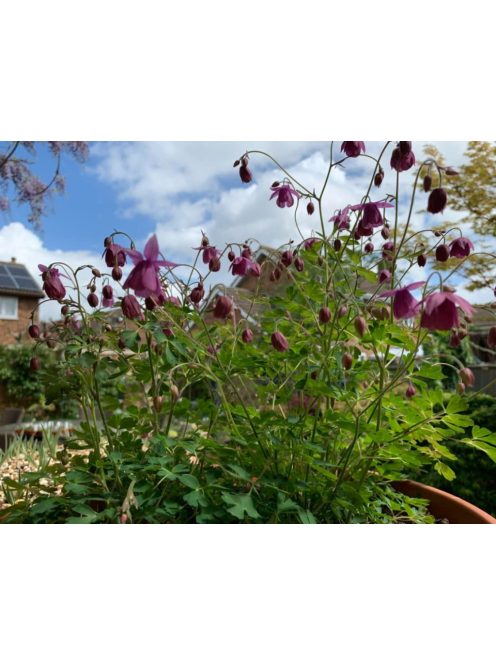  SEMIAQUILEGIA ecalcarata 
