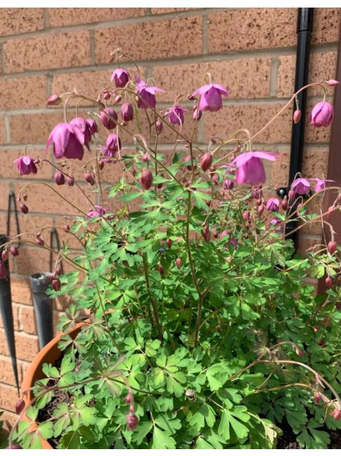  SEMIAQUILEGIA ecalcarata 